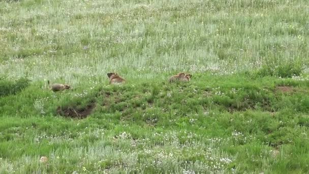 Marmot Nyata Padang Rumput Ditutupi Dengan Rumput Hijau Segar Hewan — Stok Video