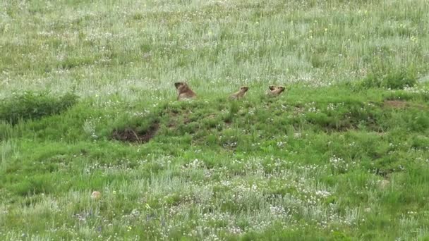 Skutečný Svišť Louce Pokryté Zelenou Čerstvou Travou Sciuridae Hlodavec Zvíře — Stock video