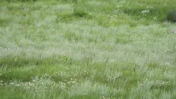Esquilo Terra Pele Laranja Prado Coberto Com Grama Fresca Verde — Vídeo de Stock