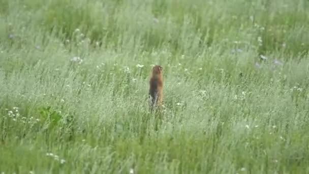 Оранжевый Мех Молотый Белка Лугу Покрытую Зелеными Свежими Лугами Ciuridae — стоковое видео