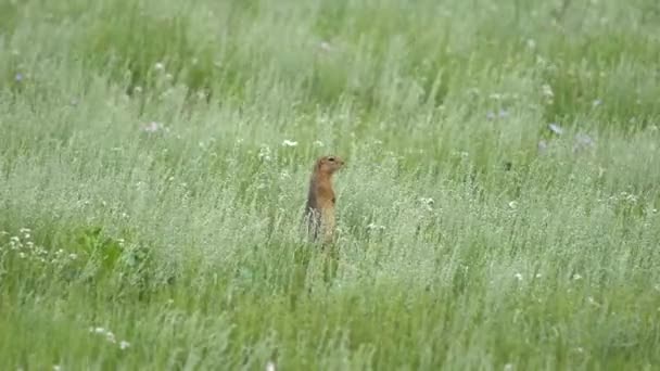 Πορτοκαλί Γούνα Εδάφους Σκίουρος Ένα Λιβάδι Που Καλύπτεται Πράσινο Φρέσκο — Αρχείο Βίντεο