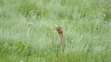 Yeşil otlarla kaplı bir çayırda turuncu kürk sincabı. Marmota sincap sincap cinsi marmota sincap sincap sincap kuyruklu dağ sıçanı susuzluk cynomys souslik köpekleri vahşi hayvan vahşi yaşam doğal yaşam doğal habitat tepesi..