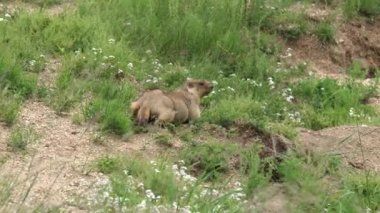 Yeşil otlarla kaplı bir çayırda gerçek bir marmot. Siuridae kemirgen hayvanı vahşi doğa cinsi marmota sincap çayırsıçanı, dağ sıçanı cynomys souslik köpekleri antilop alp alp tepesi Kaşmir Rusya Moğolistan yaylası 4K