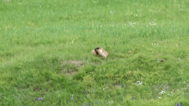 Yeşil otlarla kaplı bir çayırda gerçek bir marmot. Siuridae kemirgen hayvanı vahşi doğa cinsi marmota sincap çayırsıçanı, dağ sıçanı cynomys souslik köpekleri antilop alp alp tepesi Kaşmir Rusya Moğolistan yaylası 4K