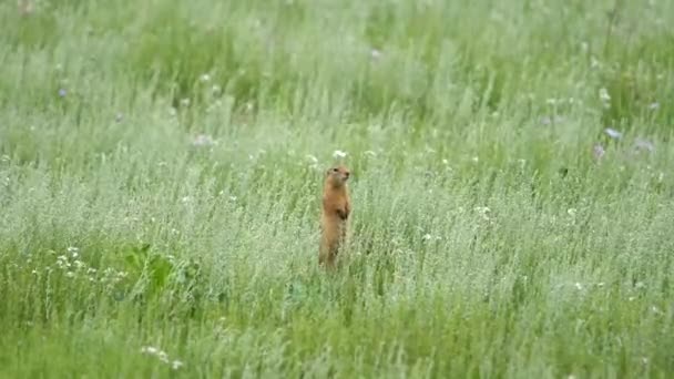 Ardilla Tierra Piel Naranja Prado Cubierto Hierba Fresca Verde Sciuridae — Vídeo de stock