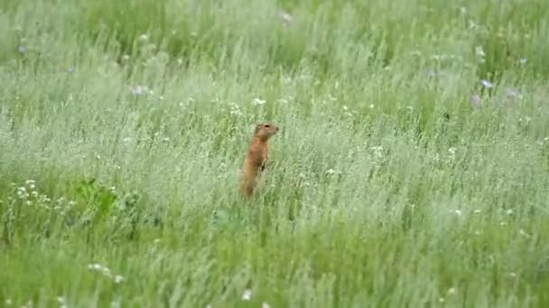 Yeşil Otlarla Kaplı Bir Çayırda Turuncu Kürk Sincabı Marmota Sincap — Stok video