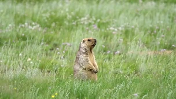 Marmot Nyata Padang Rumput Ditutupi Dengan Rumput Hijau Segar Hewan — Stok Video