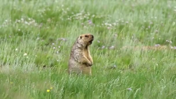 Real Marmot Meadow Covered Green Fresh Grass Sciuridae Гризуни Дика — стокове відео