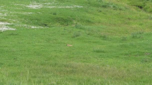 Skutečný Svišť Louce Pokryté Zelenou Čerstvou Travou Sciuridae Hlodavec Zvíře — Stock video