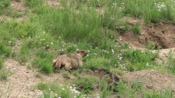 Skutečný Svišť Louce Pokryté Zelenou Čerstvou Travou Sciuridae Hlodavec Zvíře — Stock video