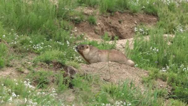 緑の新鮮な草で覆われた牧草地で本物のマーモット 野生動物の野生動物の種マルモタ チプムンク草原犬のグラウンドホッグSuslik Cynomys Souslik犬のマーモットカモシカの高山の丘カシミールロシアモンゴルアルタイ牧草地4K — ストック動画