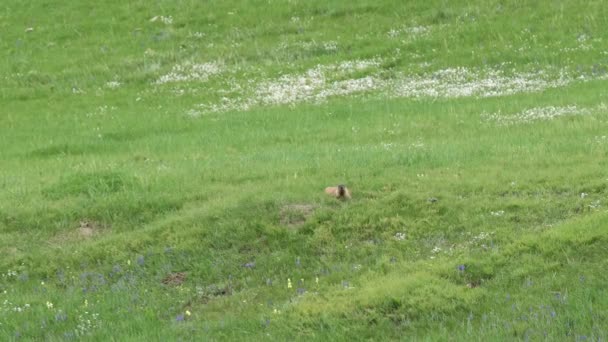 Marmot Nyata Padang Rumput Ditutupi Dengan Rumput Hijau Segar Hewan — Stok Video
