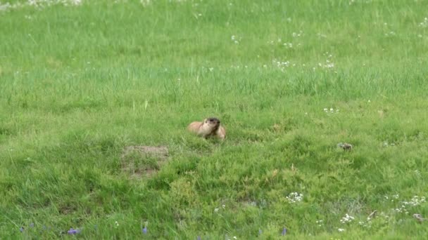 Vera Marmotta Prato Coperto Erba Fresca Verde Sciuridae Roditore Animale — Video Stock