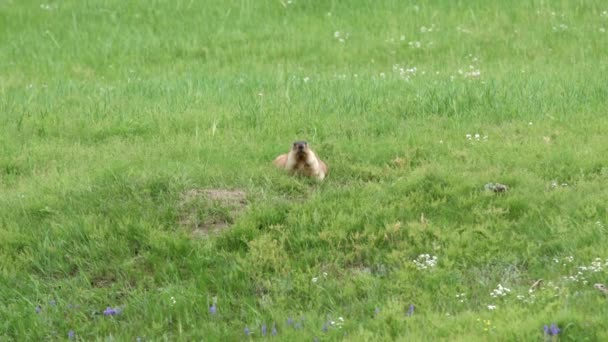 Real Marmot Meadow Covered Green Fresh Grass Sciuridae Rodent Animal — Stock Video