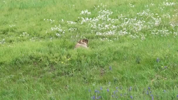 Véritable Marmotte Dans Une Prairie Couverte Herbe Fraîche Verte Sciuridae — Video