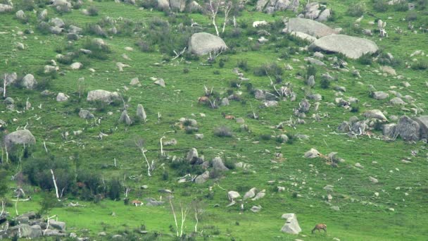 Stádo Divokých Jelenů Skalnatém Hřebeni Hor Volně Žijící Zvířata Příroda — Stock video