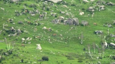 Kayalık dağ sırtında vahşi geyik sürüsü. Vahşi yaşam hayvan doğası doğal yaşam tepesi cervidae toynak toynakları geviş getiren memeli memeliler memeliler hakkında gevezelik eden memeli memeli hayvan havlayan geyik suratlı geyik geyik geyiği ren geyiği geyiği geyiği geyiği geyiği geyiği geyiği geyiği geyiği boynuzu boynuzu boynuzu belgeseli