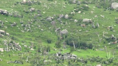 Kayalık dağ sırtında vahşi geyik sürüsü. Vahşi yaşam hayvan doğası doğal yaşam tepesi cervidae toynak toynakları geviş getiren memeli memeliler memeliler hakkında gevezelik eden memeli memeli hayvan havlayan geyik suratlı geyik geyik geyiği ren geyiği geyiği geyiği geyiği geyiği geyiği geyiği geyiği geyiği boynuzu boynuzu boynuzu belgeseli