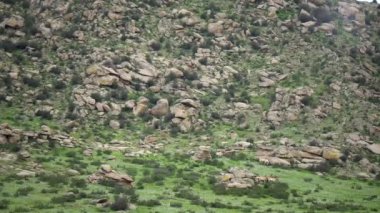 Equus Ferus takhi dzungarian Przewalski Moğol vahşi atı vahşi hayvan toynaklı mustang brumby yaban tarpan belgeseli hayvanları sinemalarda serbestçe dolaşıyor..