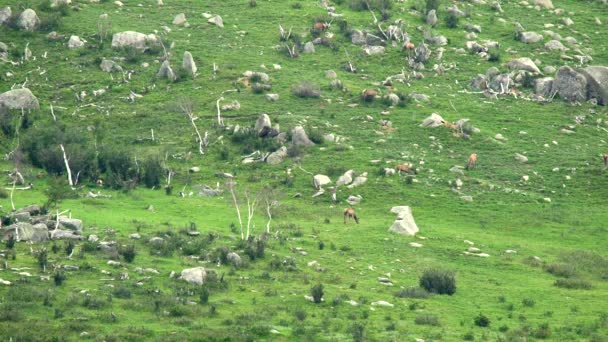 Troupeau Cerfs Sauvages Sur Arête Rocheuse Des Montagnes Faune Nature — Video