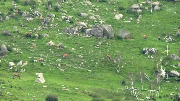 Herd Van Wilde Herten Rotsachtige Bergkam Wildlife Animal Nature Natural — Stockvideo