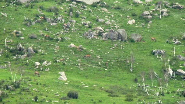 Kayalık Dağ Sırtında Vahşi Geyik Sürüsü Vahşi Yaşam Hayvan Doğası — Stok video