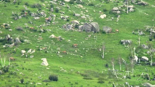 Kayalık Dağ Sırtında Vahşi Geyik Sürüsü Vahşi Yaşam Hayvan Doğası — Stok video