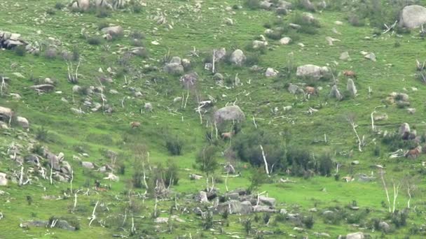 Kayalık Dağ Sırtında Vahşi Geyik Sürüsü Vahşi Yaşam Hayvan Doğası — Stok video