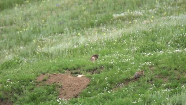 緑の新鮮な草で覆われた牧草地で本物のマーモット 野生動物の野生動物の種マルモタ チプムンク草原犬のグラウンドホッグSuslik Cynomys Souslik犬のマーモットカモシカの高山の丘カシミールロシアモンゴルアルタイ牧草地4K — ストック動画