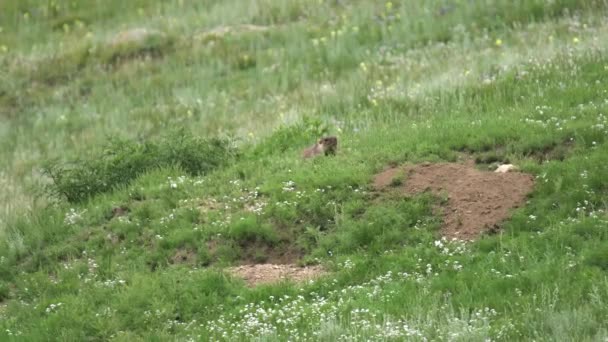 Äkta Murmeldjur Äng Täckt Med Grönt Färskt Gräs Sciuridae Gnagare — Stockvideo