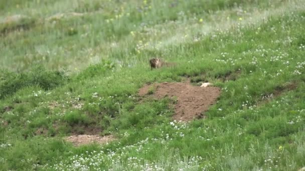 Echte Murmeltiere Auf Einer Wiese Mit Grünem Frischem Gras Bedeckt — Stockvideo