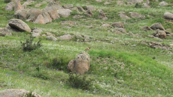 Real Marmot Meadow Covered Green Fresh Grass Sciuridae Rodent Animal — Stock Video