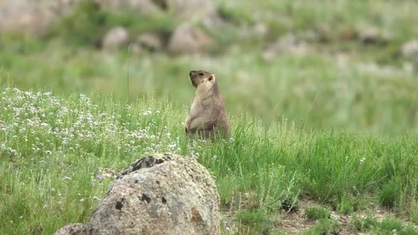 Yeşil Otlarla Kaplı Bir Çayırda Gerçek Bir Marmot Siuridae Kemirgen — Stok video