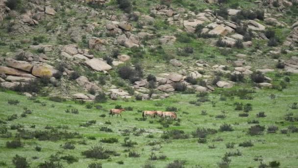 Przewalski Hästar Verklig Naturlig Livsmiljö Bergen Mongoliet Equus Ferus Takhi — Stockvideo