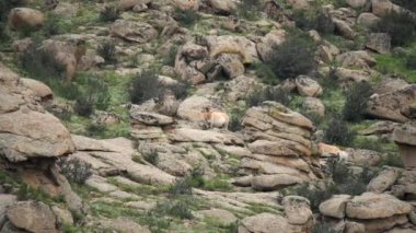 Equus Ferus takhi dzungarian Przewalski Moğol vahşi atı vahşi hayvan toynaklı mustang brumby yaban tarpan belgeseli hayvanları sinemalarda serbestçe dolaşıyor..