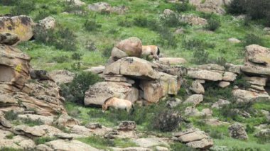Equus Ferus takhi dzungarian Przewalski Moğol vahşi atı vahşi hayvan toynaklı mustang brumby yaban tarpan belgeseli hayvanları sinemalarda serbestçe dolaşıyor..