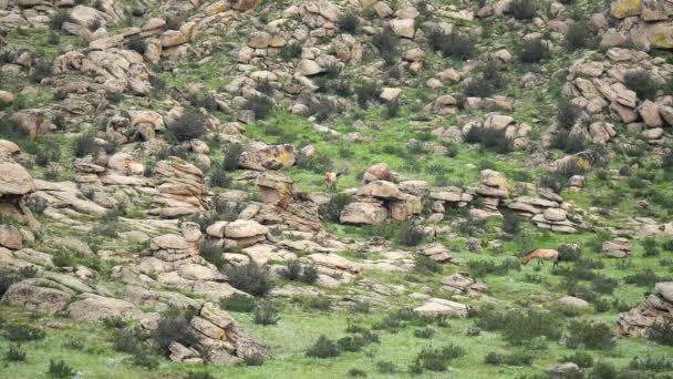 Cavalos Przewalski Ambiente Real Habitat Natural Nas Montanhas Mongólia Equus — Vídeo de Stock