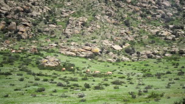 Chevaux Przewalski Dans Environnement Naturel Réel Habitat Dans Les Montagnes — Video