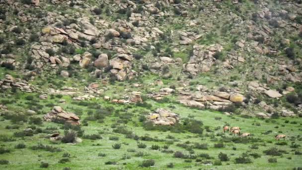 Przewalskis Pferde Einer Natürlichen Umgebung Den Bergen Der Mongolei Equus — Stockvideo