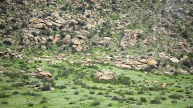 Equus Ferus takhi dzungarian Przewalski Moğol vahşi atı vahşi hayvan toynaklı mustang brumby yaban tarpan belgeseli hayvanları sinemalarda serbestçe dolaşıyor..