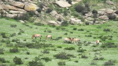 Equus Ferus takhi dzungarian Przewalski Moğol vahşi atı vahşi hayvan toynaklı mustang brumby yaban tarpan belgeseli hayvanları sinemalarda serbestçe dolaşıyor..