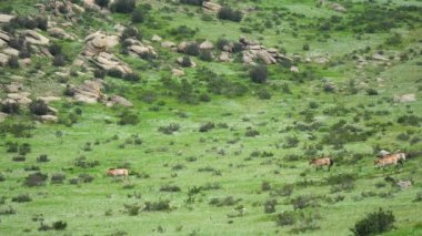 Equus Ferus takhi dzungarian Przewalski Moğol vahşi atı vahşi hayvan toynaklı mustang brumby yaban tarpan belgeseli hayvanları sinemalarda serbestçe dolaşıyor..