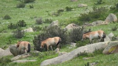 Equus Ferus takhi dzungarian Przewalski Moğol vahşi atı vahşi hayvan toynaklı mustang brumby yaban tarpan belgeseli hayvanları sinemalarda serbestçe dolaşıyor..