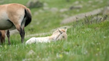 Przewalski 'nin atı, Moğolistan dağlarında gerçek doğal yaşam ortamında albino beyaz tay. Equus Ferus takhi dzungarian Przewalski Moğolistan vahşi at vahşi hayvan toynaklı yaban ördeği tarpan belgeseli hayvanları serbestçe dolaşıyor..