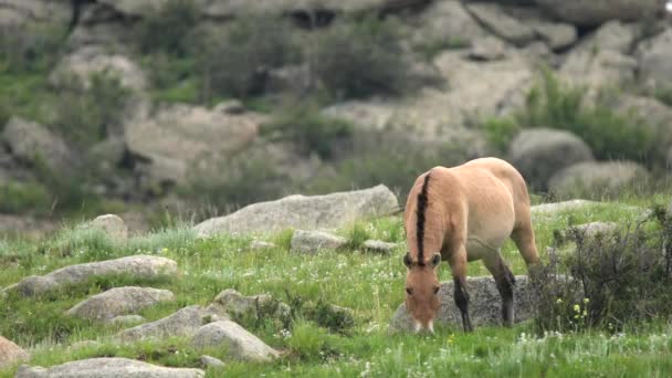 Caballos Przewalski Hábitat Natural Real Las Montañas Mongolia Equus Ferus — Vídeos de Stock