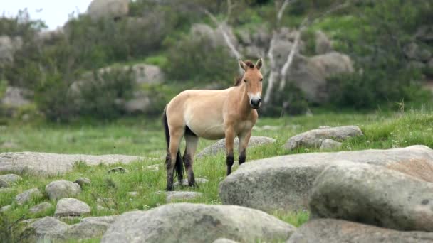 Άλογα Του Przewalski Πραγματικό Φυσικό Περιβάλλον Στα Βουνά Της Μογγολίας — Αρχείο Βίντεο