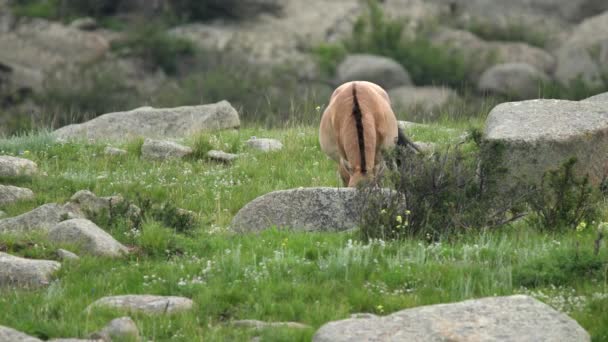 Caballos Przewalski Hábitat Natural Real Las Montañas Mongolia Equus Ferus — Vídeo de stock