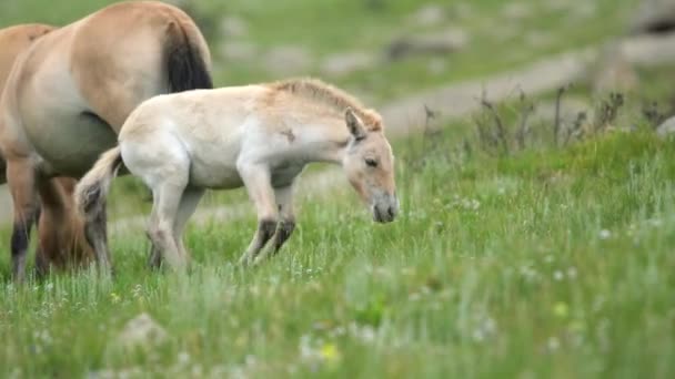 モンゴルの山の中で実際の自然生息環境の中でPrzewalskiの馬アルビノの白い運命 Equus Ferus Tahi Dzungarian Przewalskiモンゴルの野生馬野生動物の蹄は ドキュメンタリー映画の動物の上で野生のターパンをムスタング自由ローミング — ストック動画