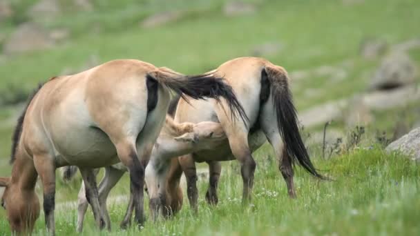 モンゴルの山の中の実際の自然生息環境でのPrzewalskiの馬 Equus Ferus Tahi Dzungarian Przewalskiモンゴルの野生馬野生動物の蹄は ドキュメンタリー映画の動物を撮影自由ローミング — ストック動画