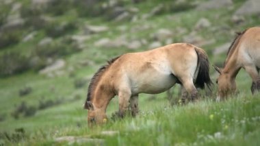 Equus Ferus takhi dzungarian Przewalski Moğol vahşi atı vahşi hayvan toynaklı mustang brumby yaban tarpan belgeseli hayvanları sinemalarda serbestçe dolaşıyor..